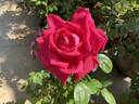 Red Devil rose photo