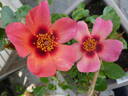 For Your Eyes Only rose photo