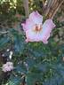 Dolomiti rose photo