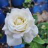 Garden Party rose photo