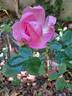 Ghita Renaissance rose photo