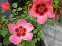 For Your Eyes Only rose photo