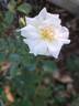 Opalia rose photo