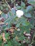 Opalia rose photo
