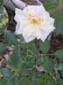 Opalia rose photo