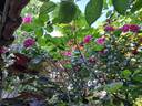Invictus rose photo