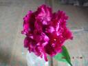 President Roosevelt peony photo