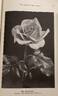 Mrs. Sam McGredy rose photo