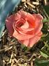 Vitalrose Miss Piggy rose photo