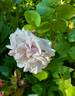 Aschermittwoch rose photo