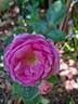 Ghita Renaissance rose photo