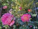 Bolshoï rose photo