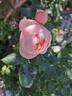 Guillot no. 1 rose photo