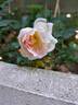 Pink Chantilly rose photo