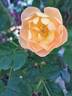 The Lark Ascending rose photo