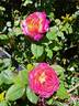 Bolshoï rose photo