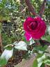 Catherine de Médicis rose photo