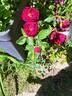 Bordeaux rose photo