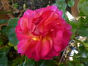 Dornburger Schlossrose rose photo