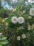 Alba Suaveolens rose photo