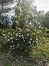 Alba Suaveolens rose photo