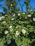 Alba Suaveolens rose photo