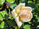 Safrano rose photo