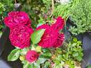 Bordeaux rose photo