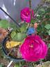 Heidi Klum rose photo