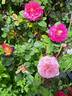Bolshoï rose photo