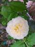 A Shropshire Lad rose photo