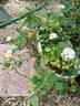 Bordure Blanche ® rose photo