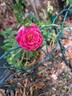 Amica rose photo