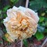 Avalanche Abricot rose photo