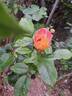 Jardin d'Entêoulet ® rose photo