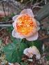 Soleil Couchant rose photo