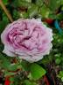 Duchesse De Montebello rose photo