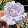 Blue Vague rose photo