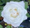 Pearlescent ™ rose photo