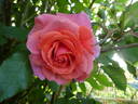 Alibaba rose photo