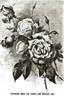 Baronne Ada rose photo