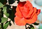 Corvette ™ rose photo