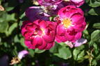 Little Wishes rose photo