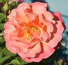 Easy Does It rose photo