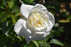 Grand Nord ® rose photo