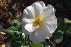 Grand Nord ® rose photo