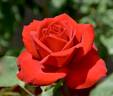 Olympiad ™ rose photo