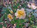 Calizia rose photo