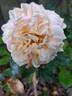 Avalanche Abricot rose photo