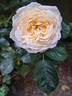 Covent Garden rose photo